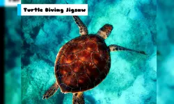 Turtle Diving Jigsaw image