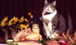 Funny Cats Puzzle image
