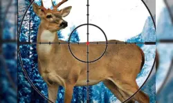 Stag Hunter image