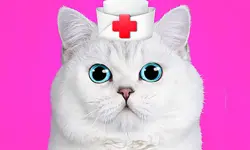 Cat Pet Doctor Dentist image