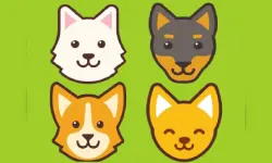 Dog Sitter image
