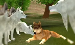 Wild Wolves image