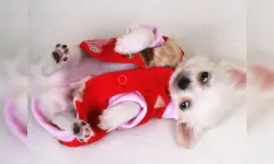 Lovely Puppy Slide image