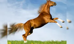Horse Slide image