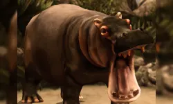 Wild HIPPOPOTAMUS Hunting image