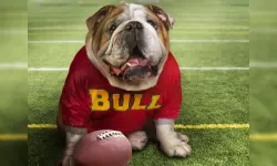 Funny Doggy Puzzle image