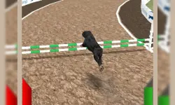 Crazy Real Dog Race image