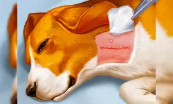 Dog Hospital image
