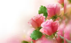 Pink Roses Puzzle image