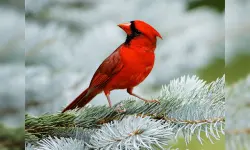 image bg Birds Puzzle