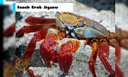 Beach Crab Jigsaw image