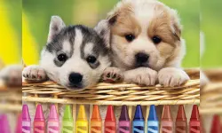 4GameGround - Puppy Coloring image