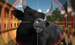 Bull Shooting image
