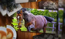 Jigsaw Puzzle Horses Edition image