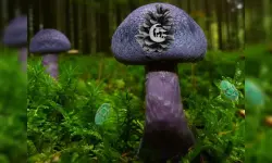 Mushroom Forest Adventure image