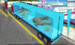 Transport Sea Animal image