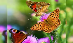 Butterfly Slide image