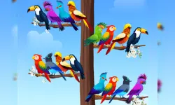 Bird Sort Puzzles image
