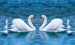 Swans Slide image