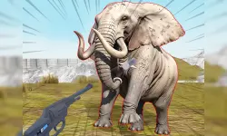 Zoo Anomaly Simulation image