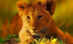 Wild Baby Animals Jigsaw image