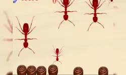 Smash All Ants image